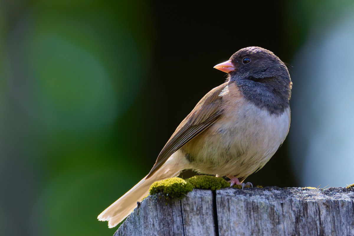 741F2F60-A718-42E9-B8DC-581E88428A75