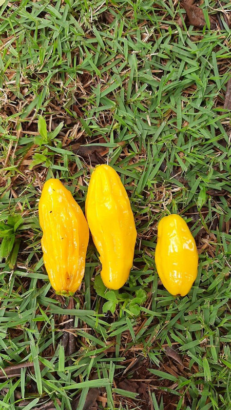 WhatsApp Image 2020-12-09 at 10.33.56 (4)