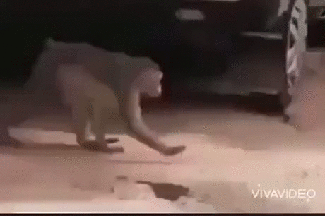 https://i.postimg.cc/HkfjVsr1/3.gif