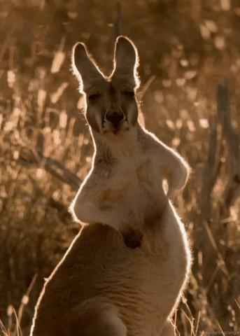 kangaroo