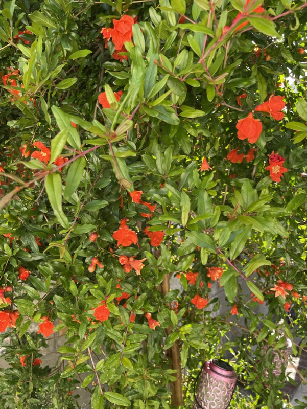 7171F4A9-5210-48CA-8585-8F3455024E56_1_105_c