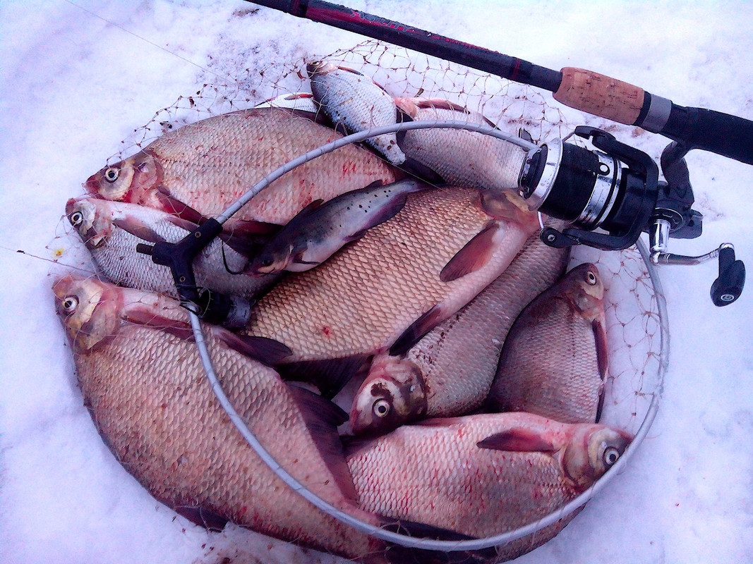 Добрянка 16.01.15-2