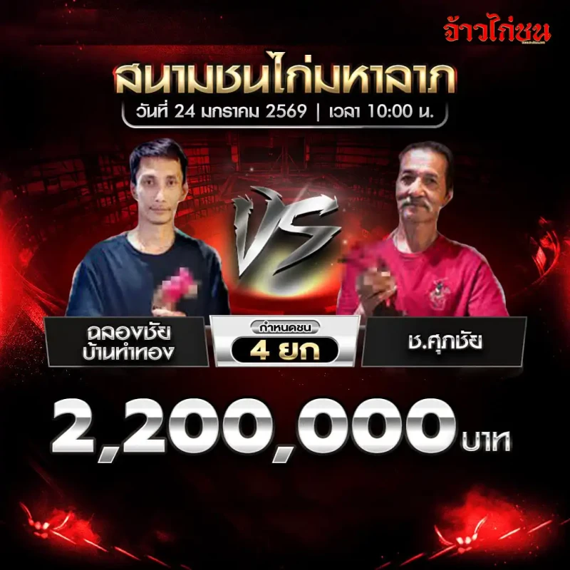 โปรแกรมไก่ชน คู่เด่น ฉลองชัย บ้านทำทอง พบ ช.ศุภชัย สนามชนไก่มหาลาภ 24 มกราคม 2569