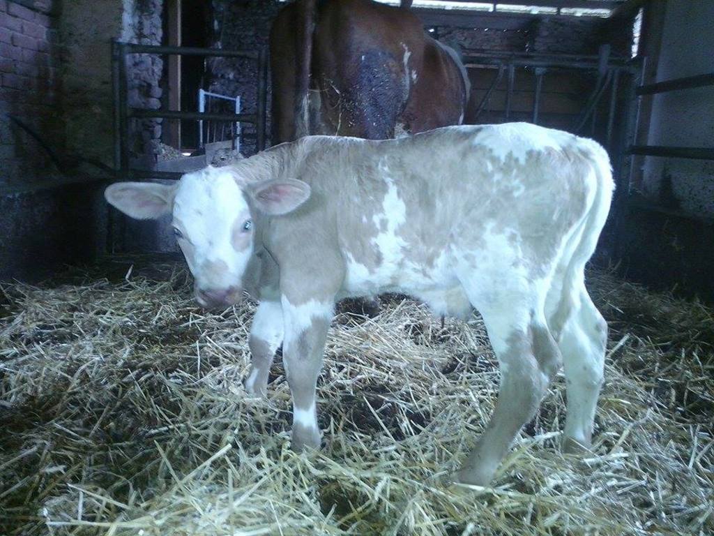 10441354_733995426644205_5023075569437899663_n