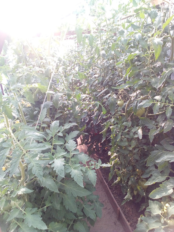 IMG-20240717-175246 (1)