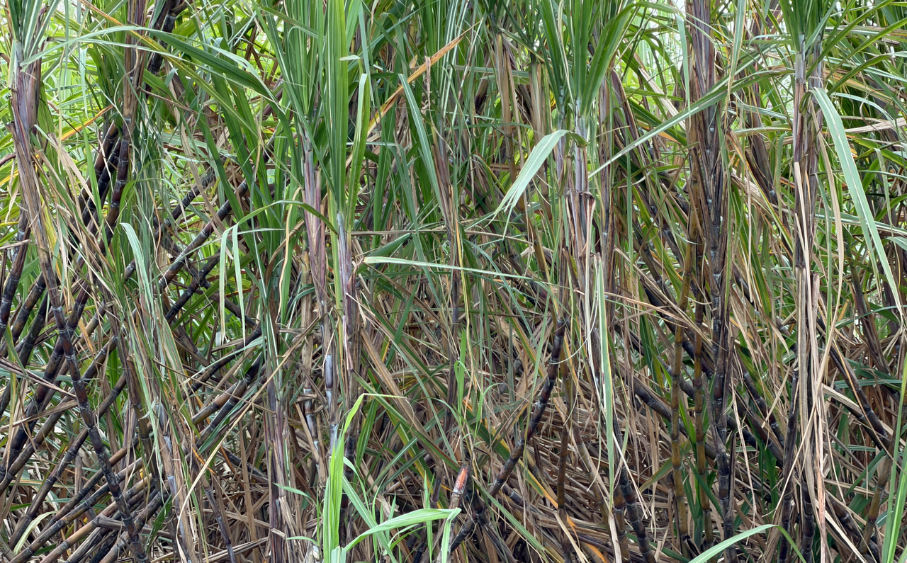 [Image: Lake-Okee-Chobee10.png]