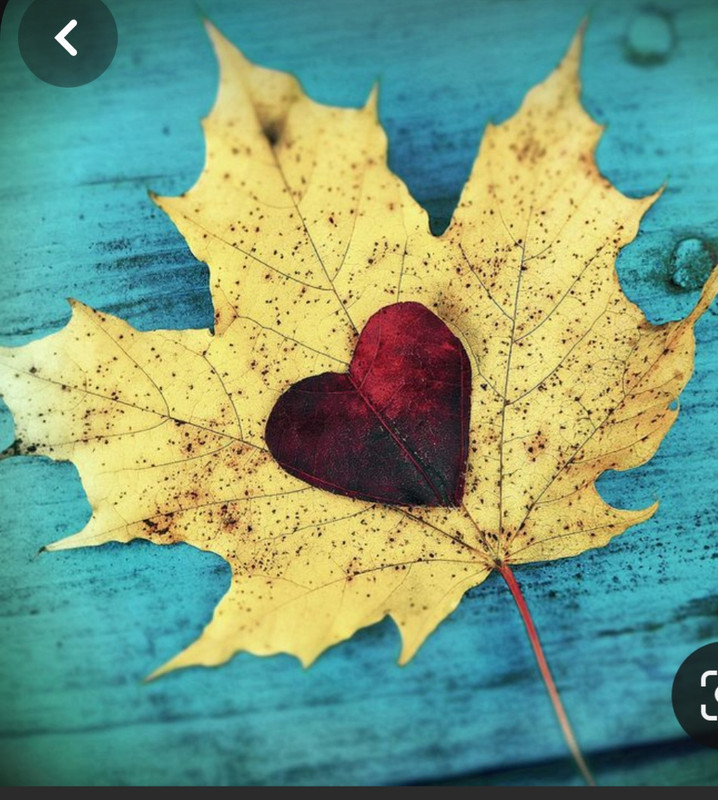 Screenshot_20240214_172005_Pinterest