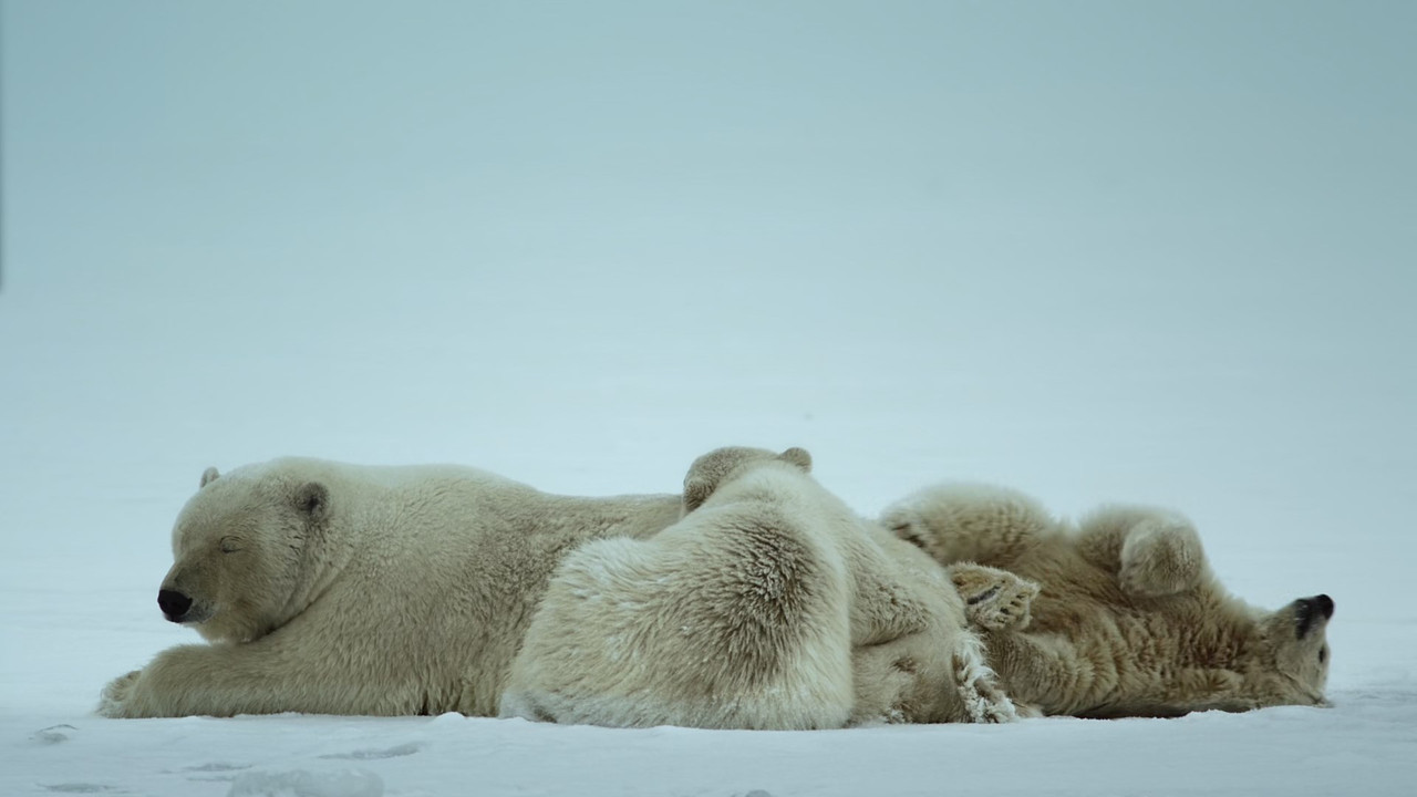 Alaska Earth's Frozen Kingdom (2015) - S01E01 - Spring (1080p x2