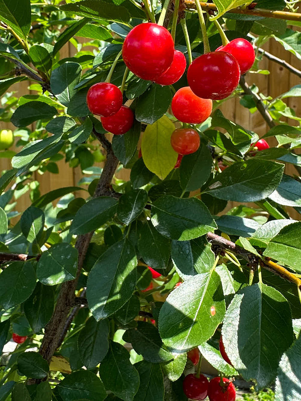 berries-1.jpg