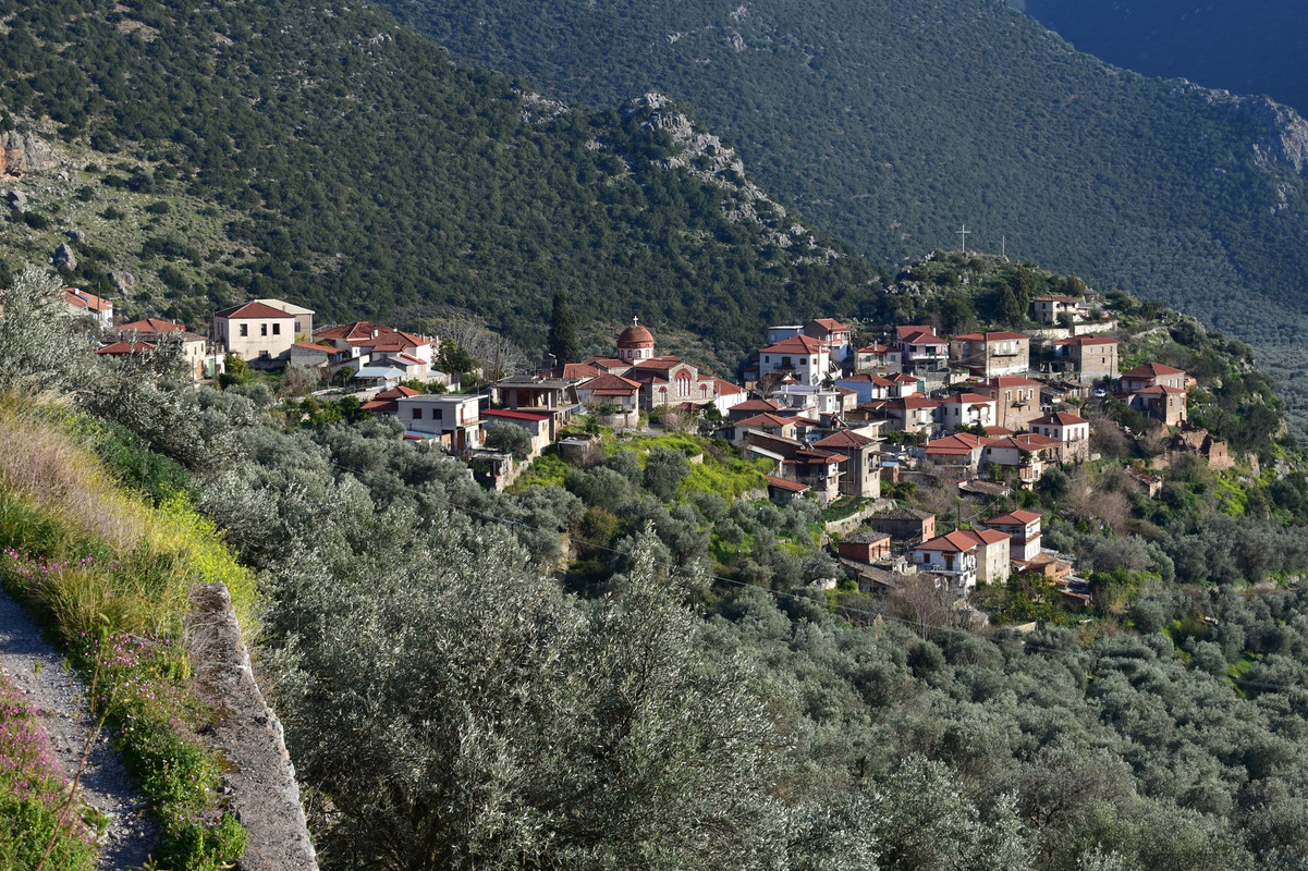 Ελαιώνας (2)