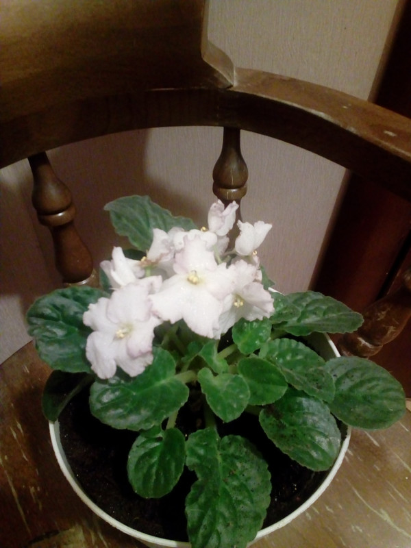 IMG_20171203_210924_2CS