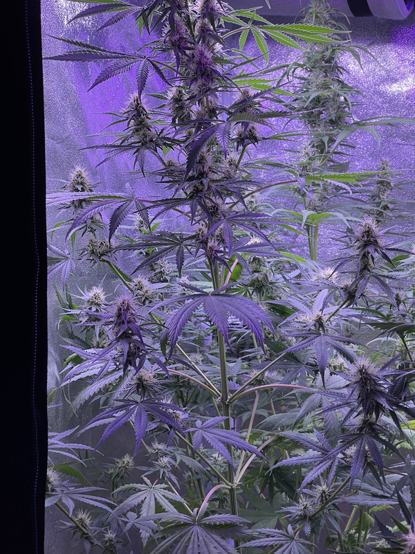 6D32EC77-00B7-4881-93F2-9B6C6639DEAB