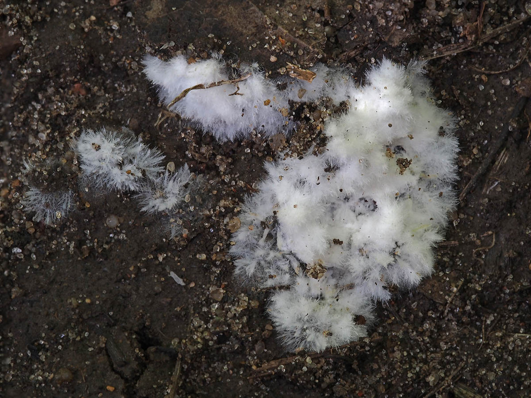 Mushroom unknown 4 SAE 20190721 — Postimages