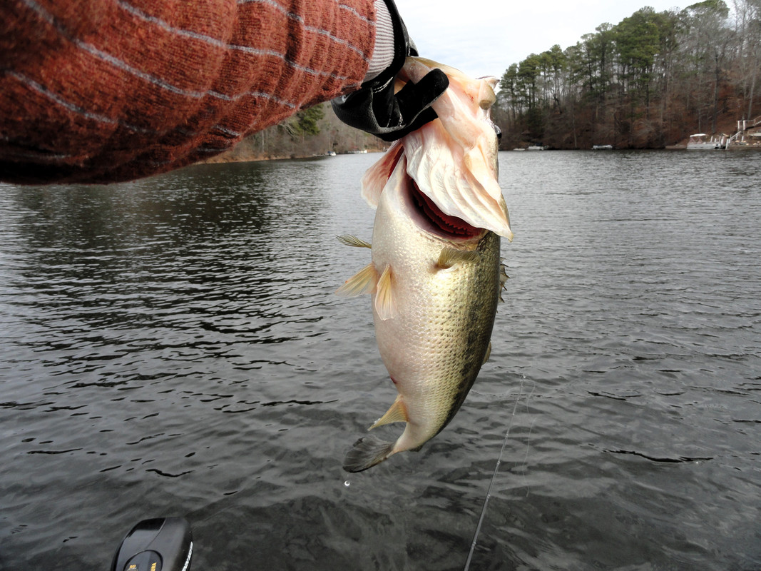 5-4-on-real-shad-blade-in-the-middle-of-