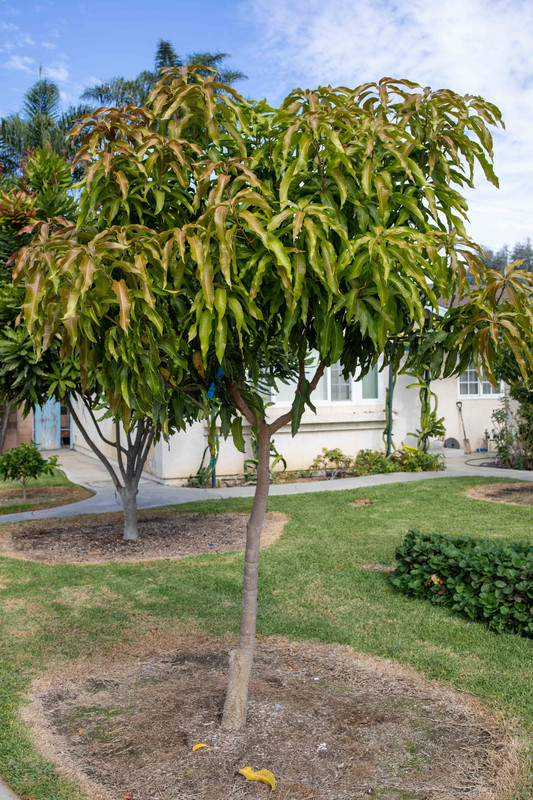 8U1A5444  Lemon Zest Mango Tree after Fall Flush (11-1-2020)