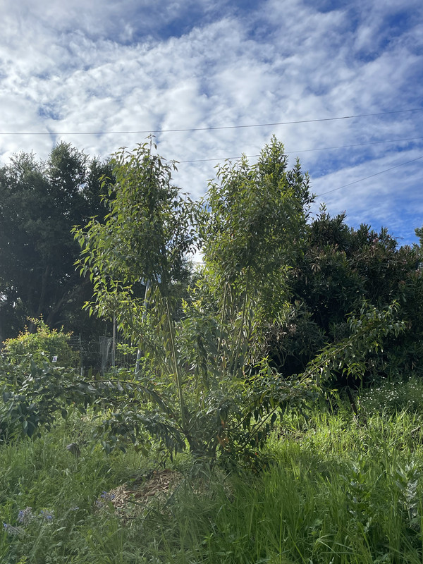 IMG 7223