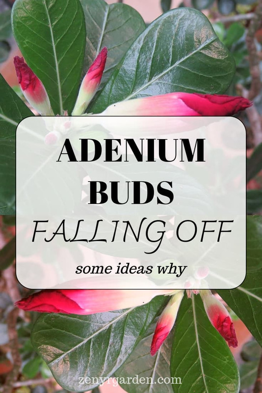 adenium-buds-falling-off-pin.jpg