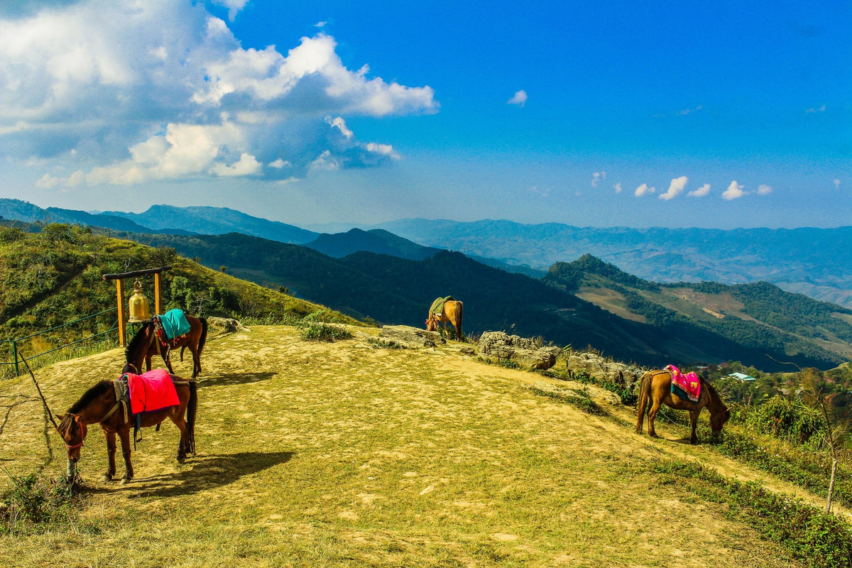 greenhorsesgrazing.jpg