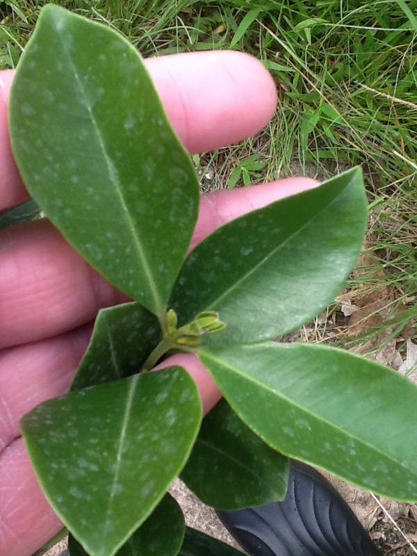 Guavaberry 3