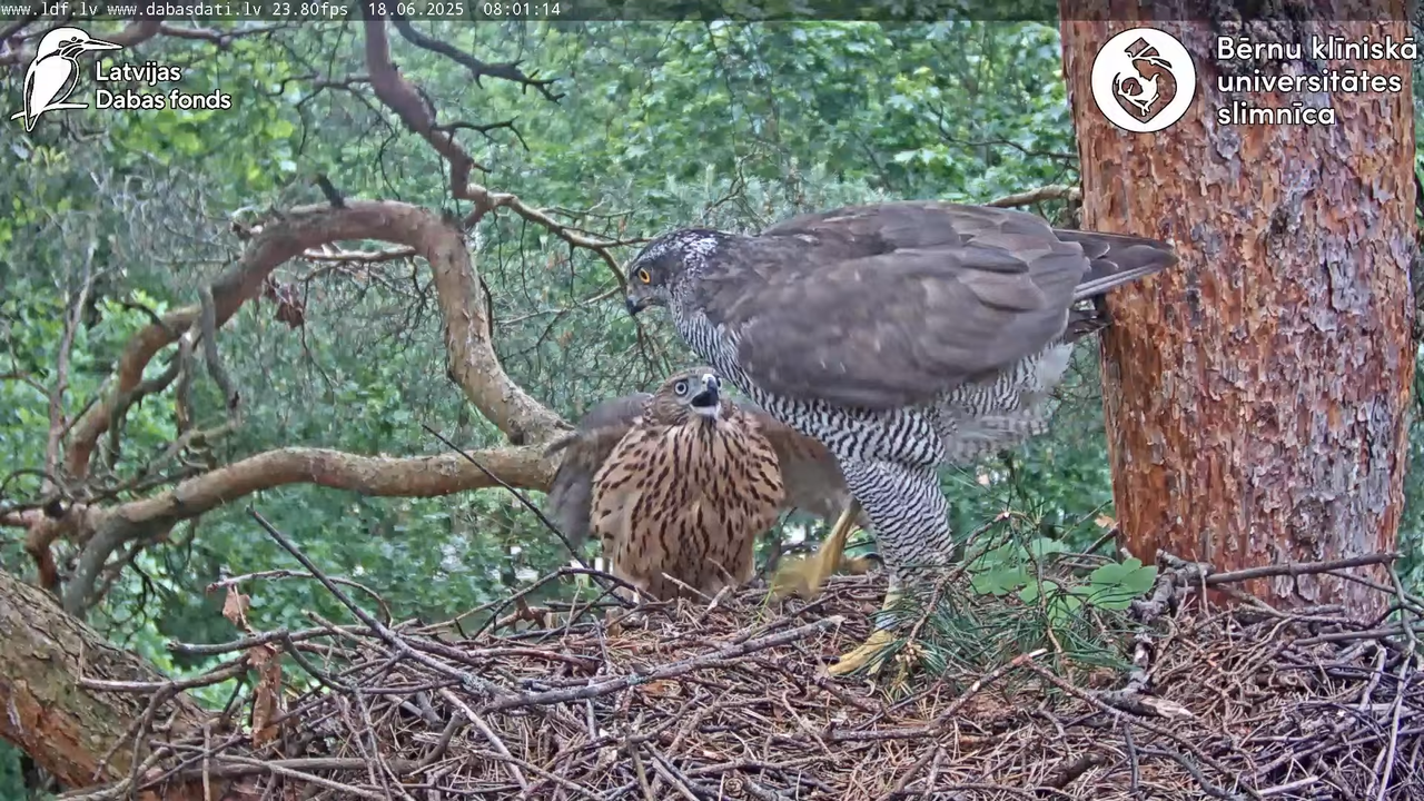 Vistu vanags (Accipiter gentilis) BKUS teritorijā – 2. ligzda 9-31-35 screenshot
