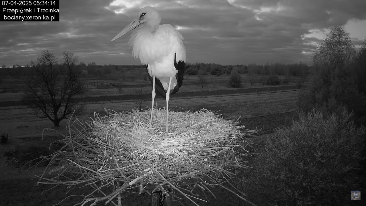 07042025bocian (6)