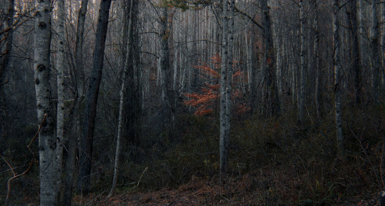 Dimland 2021 1080P Web Dl HEVC Tornment666