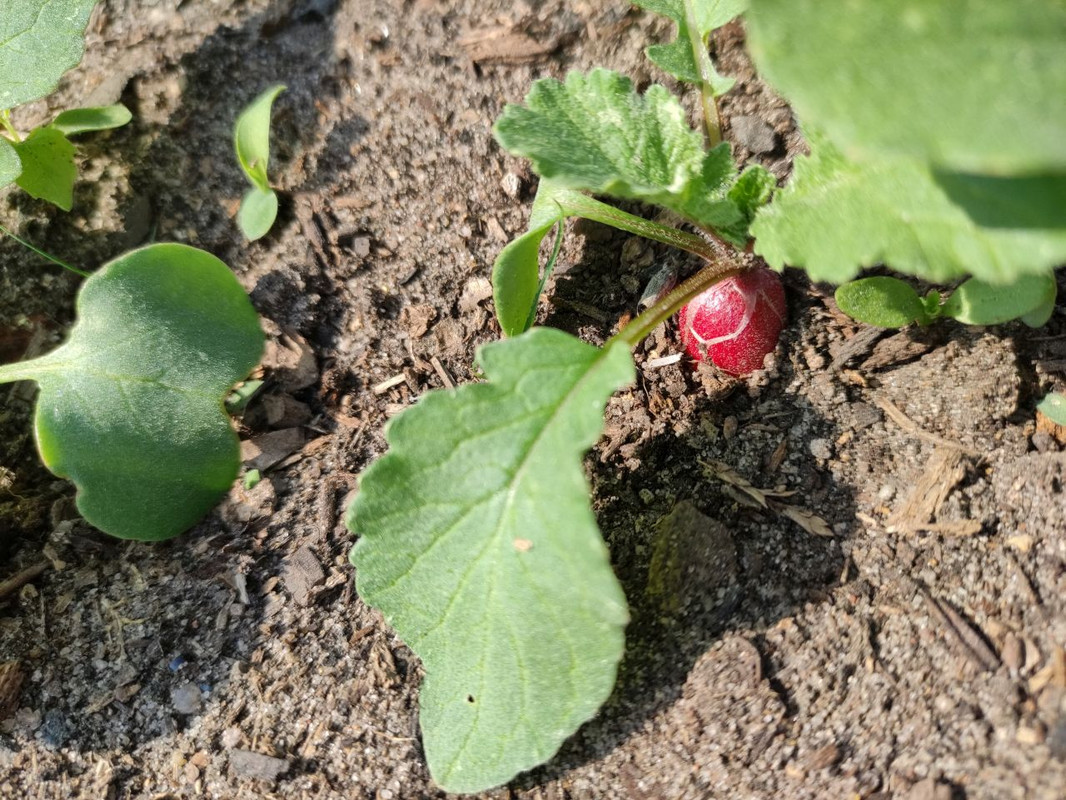 radish.jpg