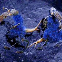 puppet-show-av5.gif