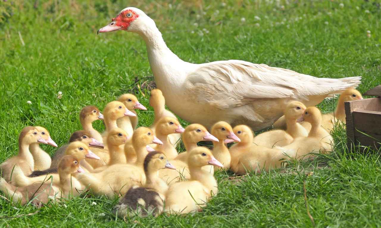 Canva-White-Duck-With-22-Ducklings-in-Green-Grass-Field.jpg