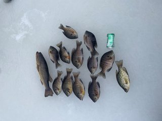 fish