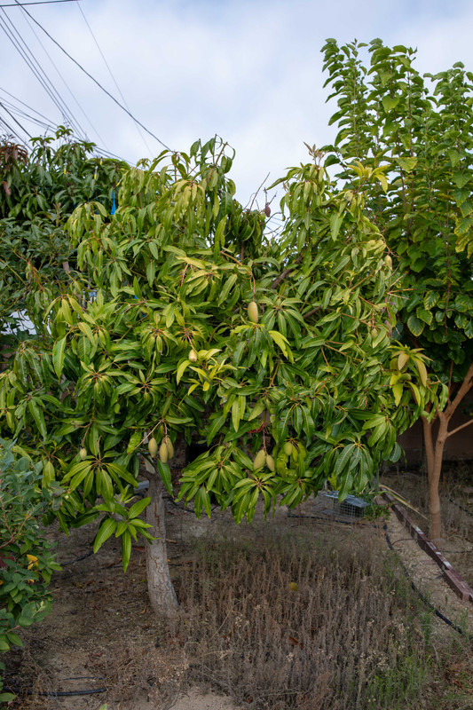 8U1A5377  Orange Sherbet Mango Tree with Hanging Fruit (8-13-2025)