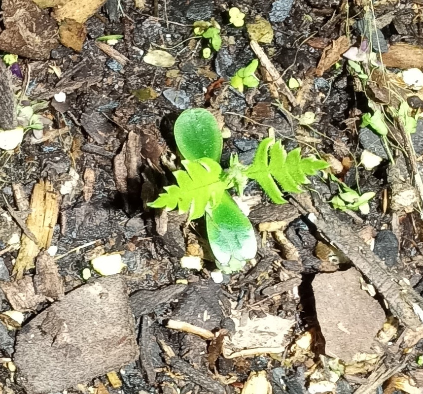 IMG_20250212_200909120~2