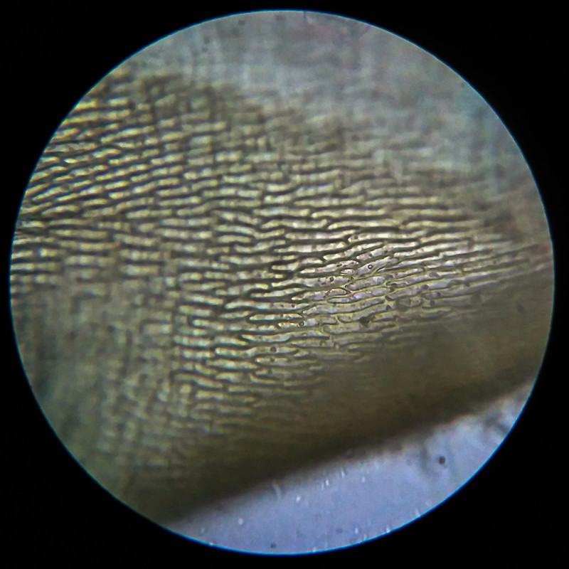 IMG 20250614 203902 HDR