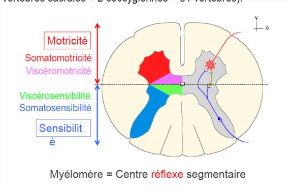Cours - Google Drive - Google Chrome_2