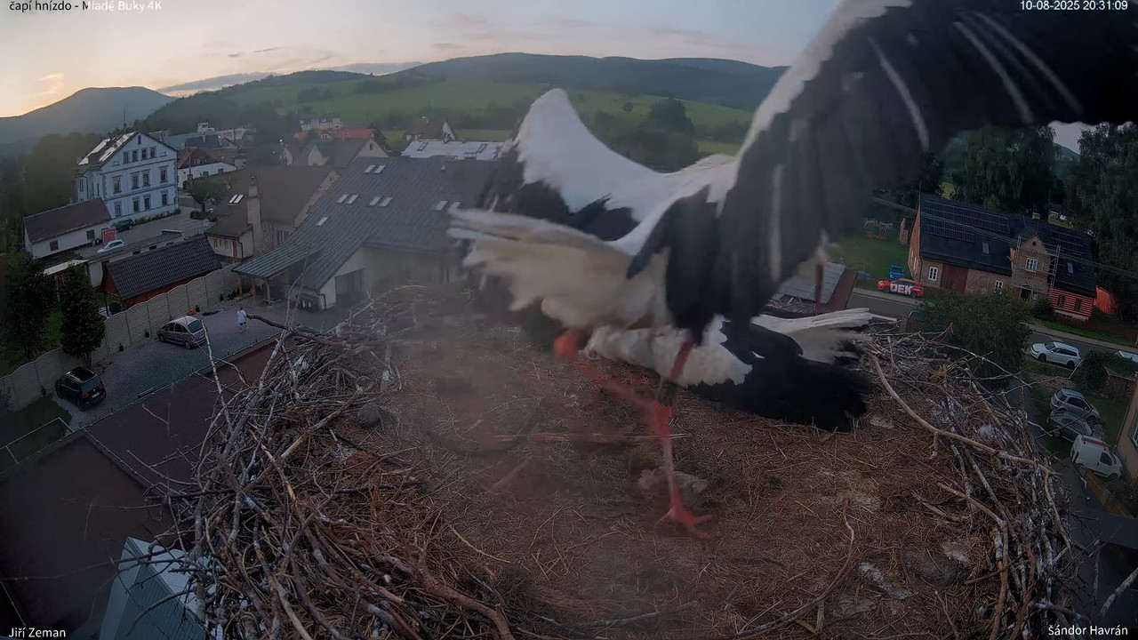 Živá kamera - Mladé Buky - čapí hnízdo 4K 13-11-49 screenshot