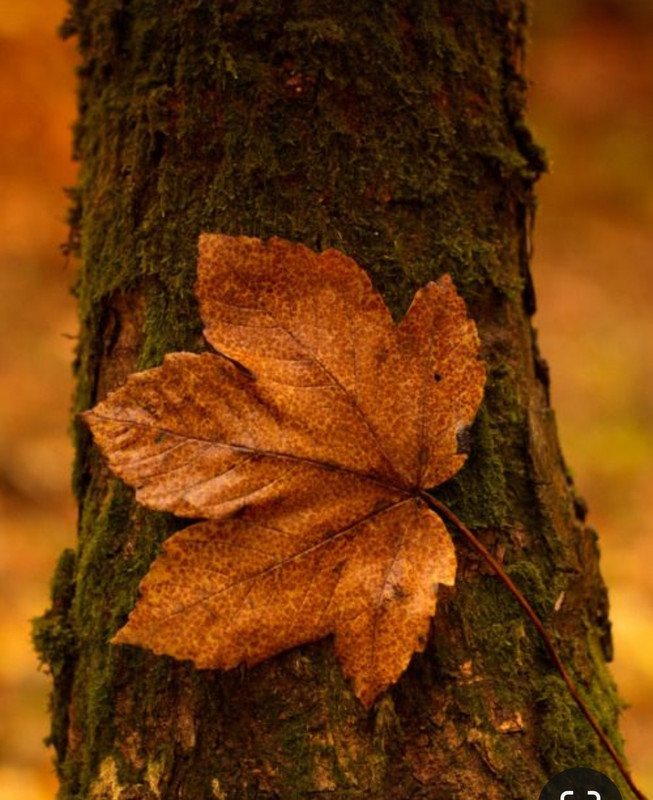 Screenshot_20231220_112506_Pinterest