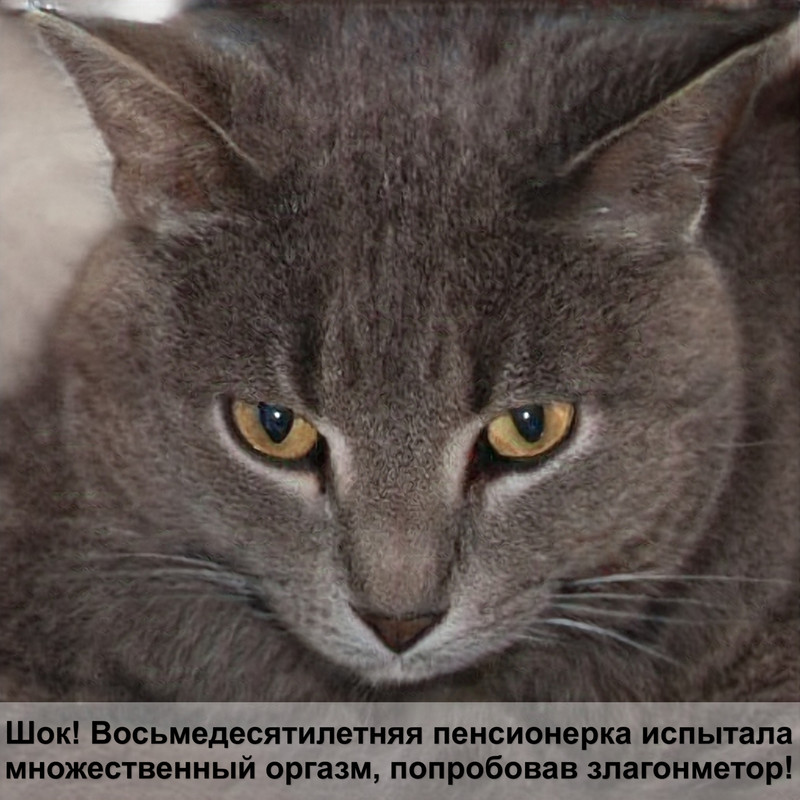 большие кошки