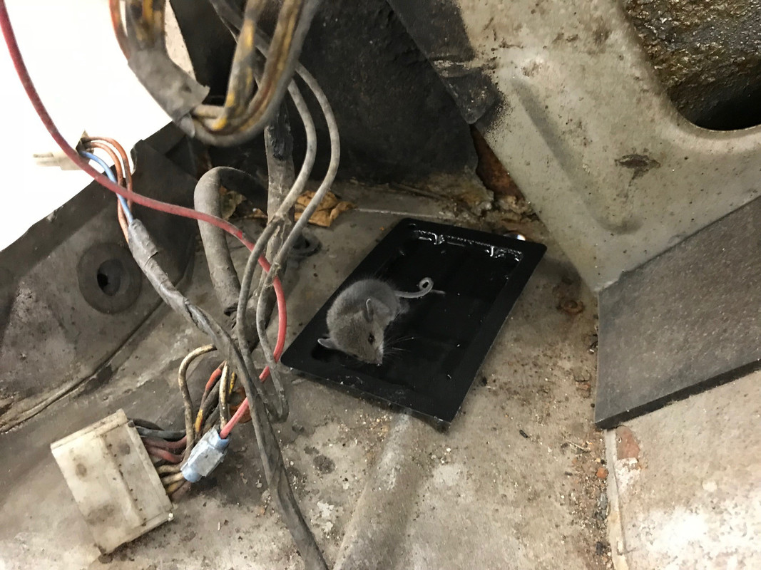 Lancia mouse