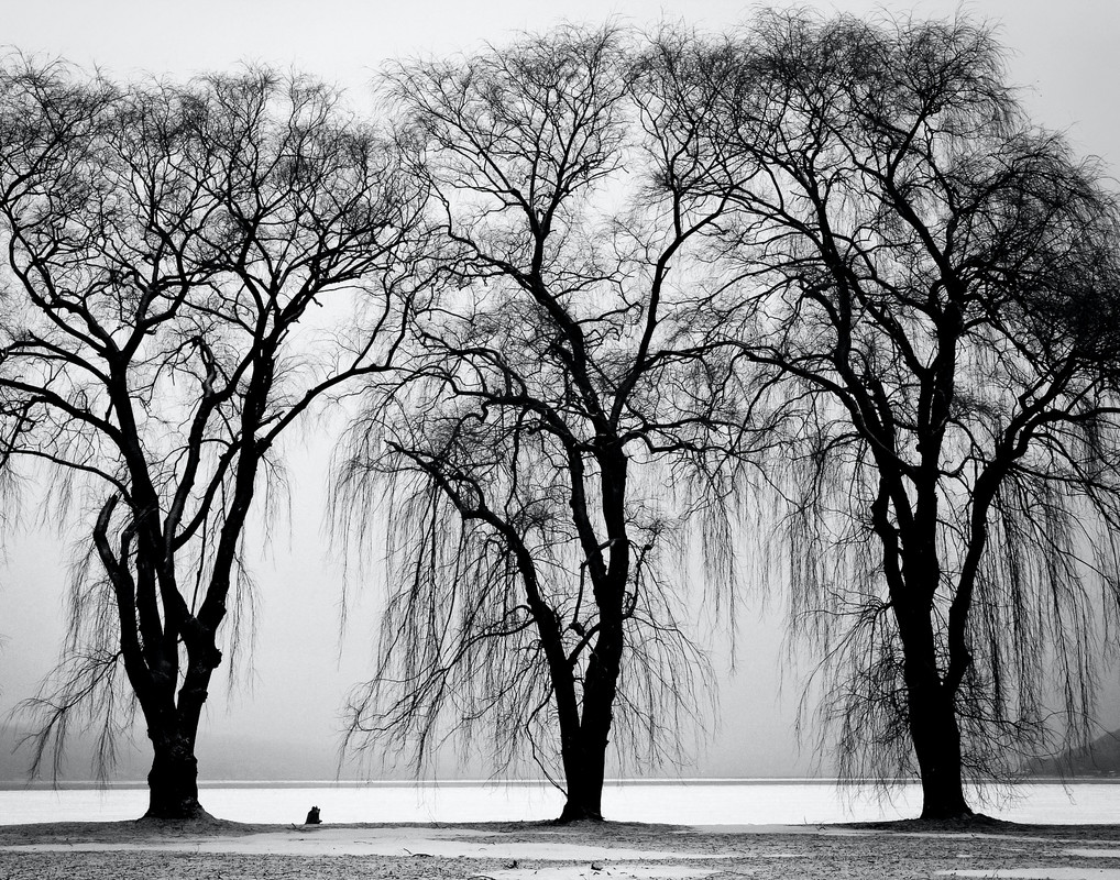 blacknwhitesnowtrees.jpg