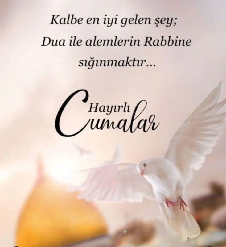 Whats App Bild 2025 12 11 um 19 53 25 07345874