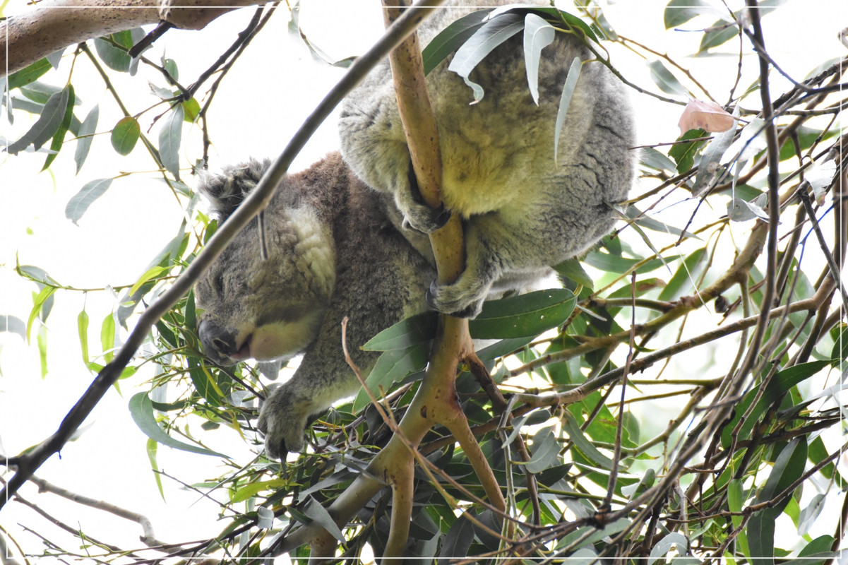 Great Ocean Road - Australia (I): toma de contacto (18)