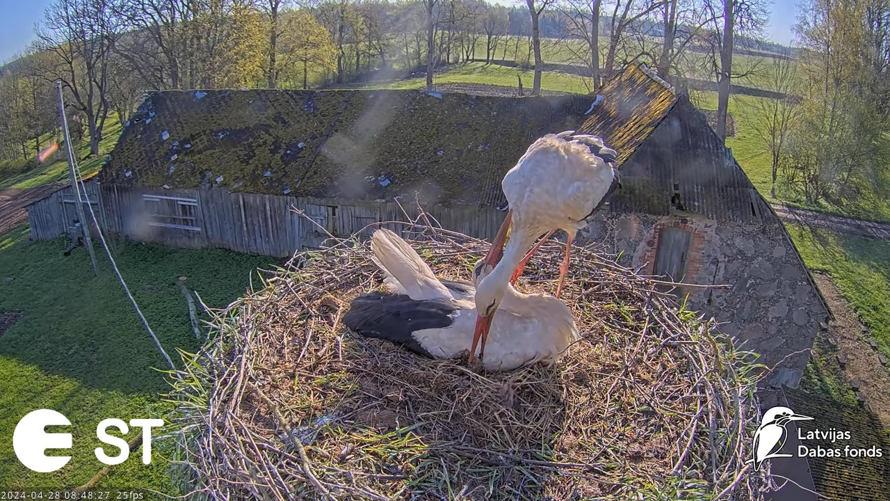 Baltie stārķi (Ciconia ciconia) Tukuma novadā - LDF tiešraide __ White storks in Tukums, Latvia 13-6
