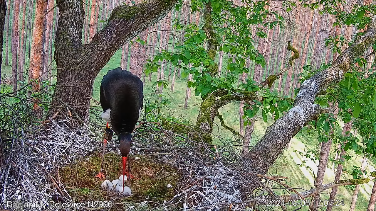 Melnais stārķis tiešsaistē Bolewice N2000 _ Melnais stārķis tiešsaistē Bolewice N2000 8-1-55 screens