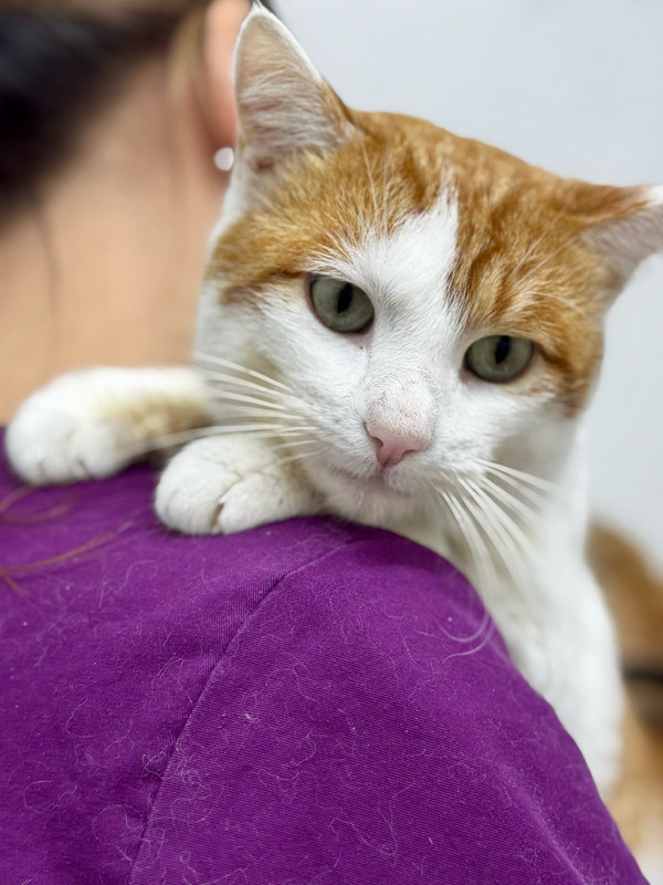 Изображение WhatsApp 2025-04-14 в 16.33.38_41226945