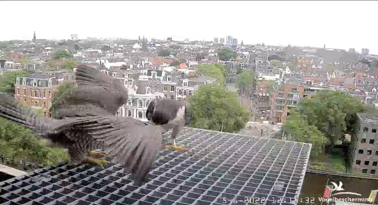 Amsterdam/Rijksmuseum screenshots © Beleef de Lente/Vogelbescherming Nederland - Pagina 18 Video-2022-06-05-122951-Moment