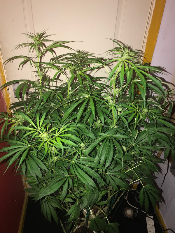 2DC17008-C14E-495B-84F3-B26FC3032DAA