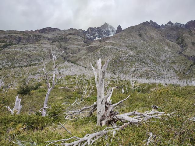 P.N.TORRES DEL PAINE. VALLE DEL FRANCES - ARGENTINA INFINITA II/ TORRES DEL PAINE (7)