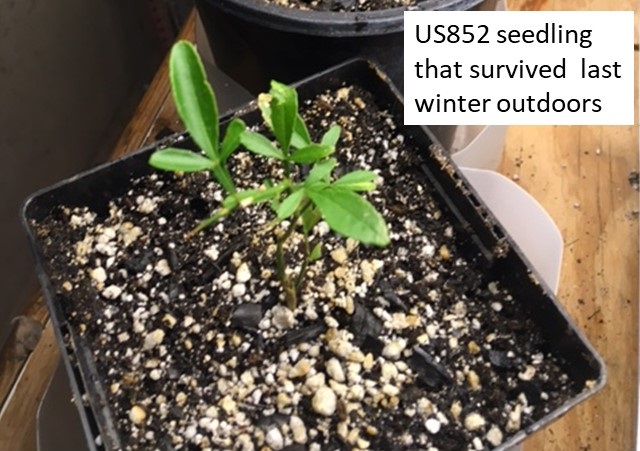 US852_seedling
