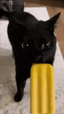cat_licking.gif