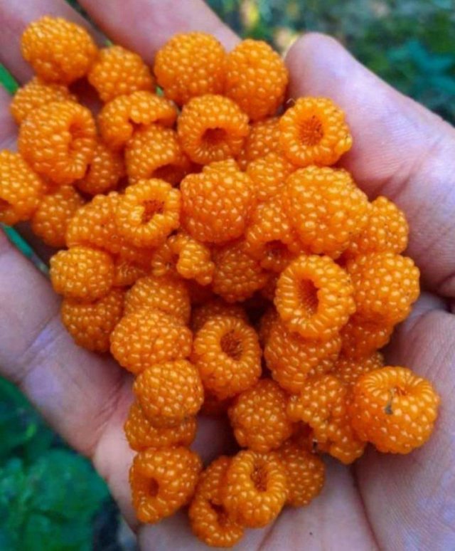 Sorprendente-6